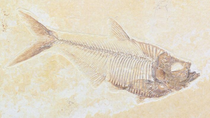 Nice, Diplomystus Fossil Fish - Wyoming #40750
